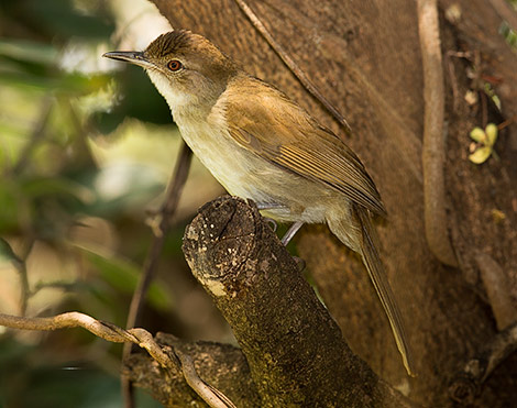 Terrestrial Brownbul
